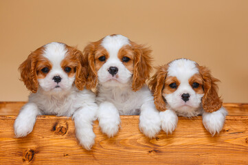 small cavalier king charles spaniel puppy on beige background isolated