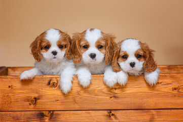 small cavalier king charles spaniel puppy on beige background isolated