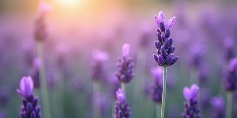 Fototapeta premium Serene Sunset Lavender Field A Close-Up View of Delicate Purple Blossoms Bathed in Golden Light