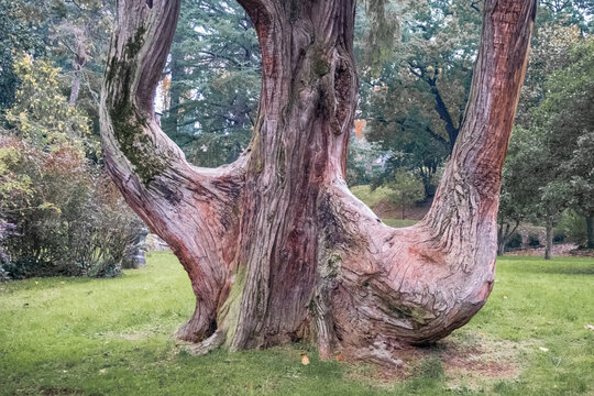 Incense Cedra tree in a public garden of Florence, Italy
