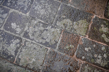 Lichens on ancient cotto pavement in Italy