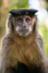 Um belo retrato de um Macaco-Prego (Sapajus Libidinosus) no Parque Ecológico de São Carlos, SP, Brasil