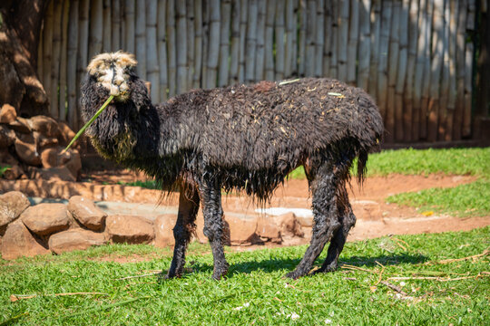 Uma alpaca engra&ccedil;ada comendo e olhando para a c&acirc;mera