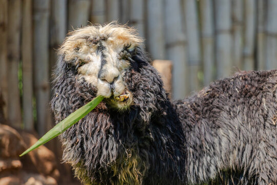 Uma alpaca engra&ccedil;ada comendo e olhando para a c&acirc;mera