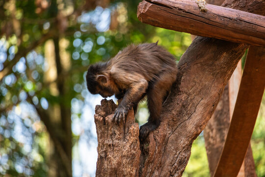 Um macaco-prego olhando para dentro do tronco de uma &aacute;rvore