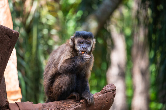 Um macaco-prego comendo uma fruta