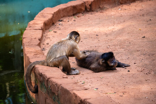 Dois macacos-prego no zool&oacute;gico