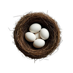 eggs in bird nest