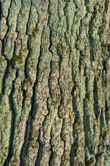 the rough texture of the bark of an old large oak trunk
