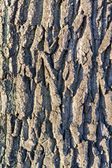 the rough texture of the bark of an old large oak trunk