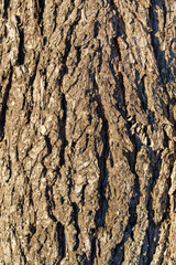 the rough texture of the bark of an old large oak trunk