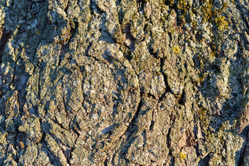 the rough texture of the bark of an old large oak trunk