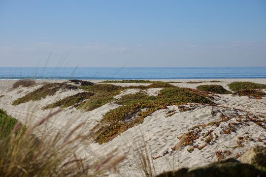 Sand dunes with native plants and sea grass