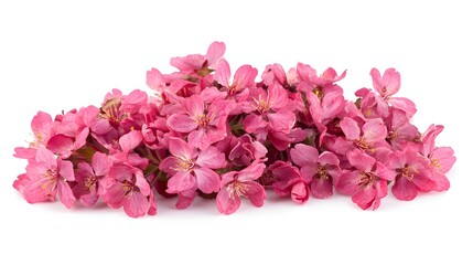 Fototapeta premium Delicate Pink Blossoms Cluster Isolated on White