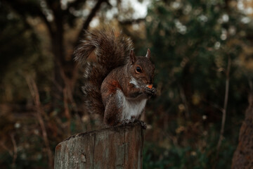 squirrel in the park