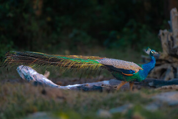 Peacock 