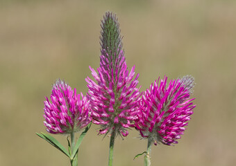 wild plants and flowers. photos of pink flowers.