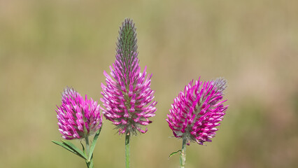 wild plants and flowers. photos of pink flowers.