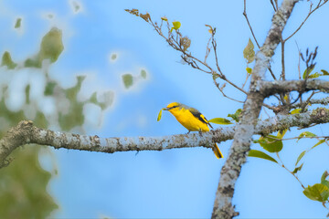 Scarlett minivet female 