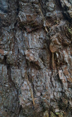Beautiful close-up of the bark of pinus nigra subsp. pallasiana