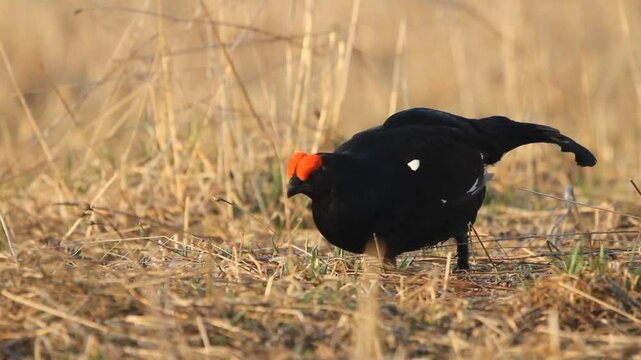 Black Grouse (Lyrurus tetrix) feeding in a field