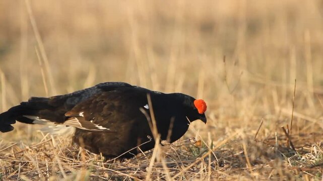 Black Grouse (Lyrurus tetrix) feeding in a field