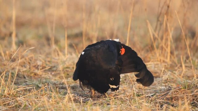 Black Grouse (Lyrurus tetrix) preening their feathers