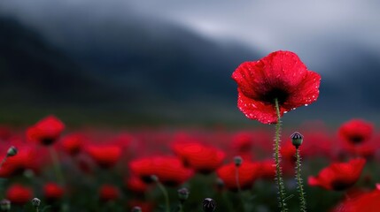 Obraz premium Single poppy in rain, mountain background, nature scene, remembrance