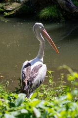 An adult pelican stands on the riverbank, waiting for its prey.