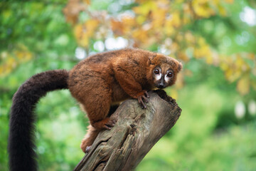 An adult male red-bellied lemur (Eulemur rubriventer) climbed a dry tree © ptashkan