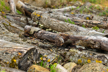 Weathered wooden logs resting on the ground among grass and stones in a natural setting