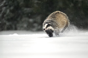 “European Badger Running on a Snowy Clearing at the Forest Edge” © Martin