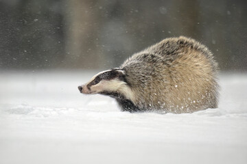 “European Badger Running on a Snowy Clearing at the Forest Edge” © Martin
