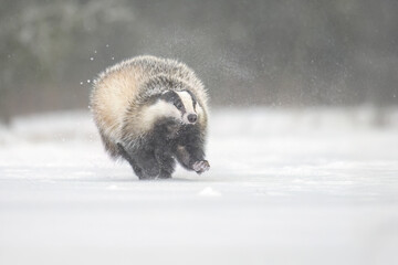 “European Badger Running on a Snowy Clearing at the Forest Edge” © Martin