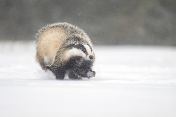 “European Badger Running on a Snowy Clearing at the Forest Edge” © Martin