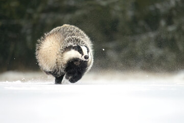“European Badger Running on a Snowy Clearing at the Forest Edge” © Martin