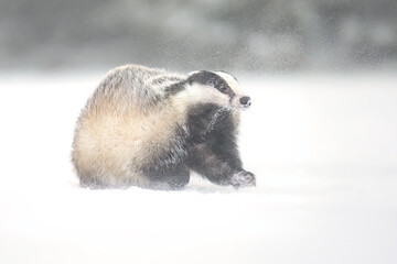 “European Badger Running on a Snowy Clearing at the Forest Edge” © Martin