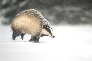 “European Badger Running on a Snowy Clearing at the Forest Edge” © Martin