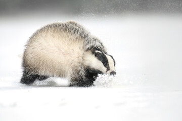 “European Badger Running on a Snowy Clearing at the Forest Edge” © Martin