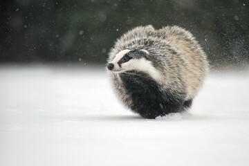 “European Badger Running on a Snowy Clearing at the Forest Edge” © Martin