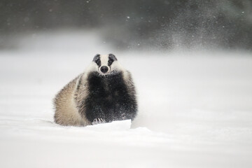 “European Badger Running on a Snowy Clearing at the Forest Edge” © Martin