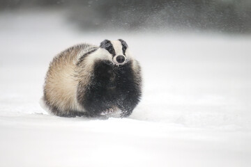 “European Badger Running on a Snowy Clearing at the Forest Edge” © Martin