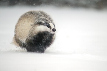 “European Badger Running on a Snowy Clearing at the Forest Edge” © Martin