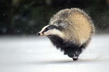 “European Badger Running on a Snowy Clearing at the Forest Edge” © Martin