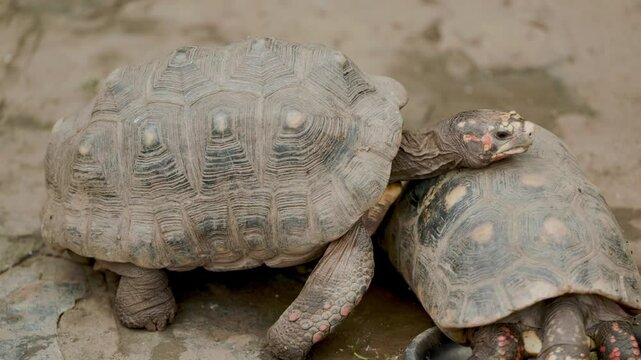 One red-footed tortoise climbs on the back of another tortoise eating vegetables