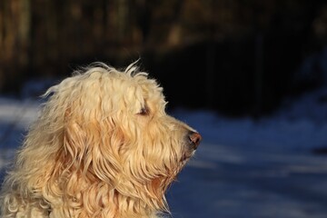 Portrait eines Goldendoodle im Schnee