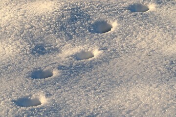 Tierspuren im Schnee