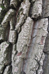 tree bark texture, natural background texture tree bark