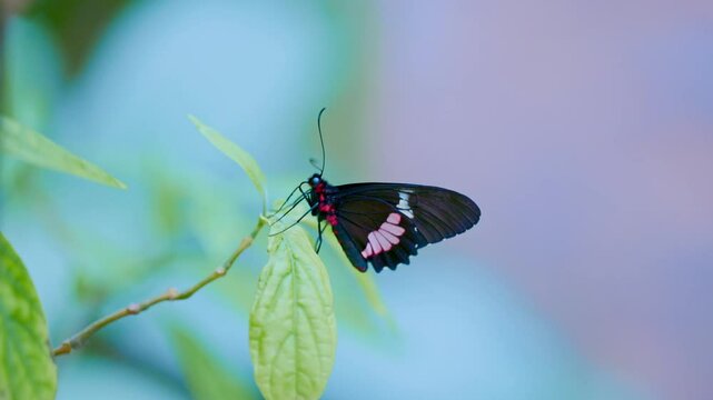 Beautiful pink cattleheart butterfly resting on a green leaf in a natural environment