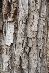 tree bark texture, natural background texture tree bark